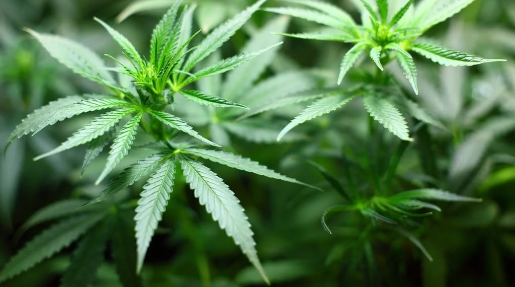 Les différentes méthodes d'extraction de l'huile CBD et leur impact sur la qualité
